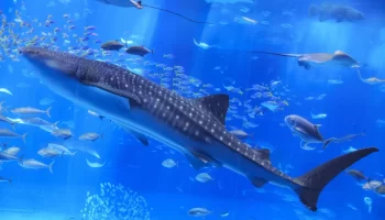 美ら海水族館のジンベエザメ｜ホテル美らビーチから車で約10分の人気観光スポット